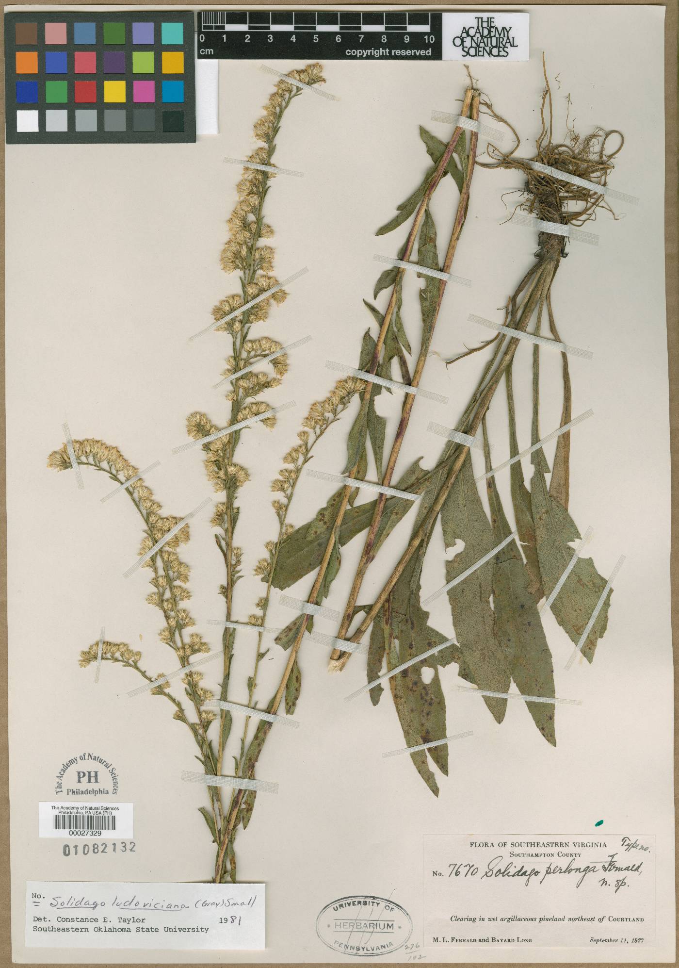 Solidago perlonga image