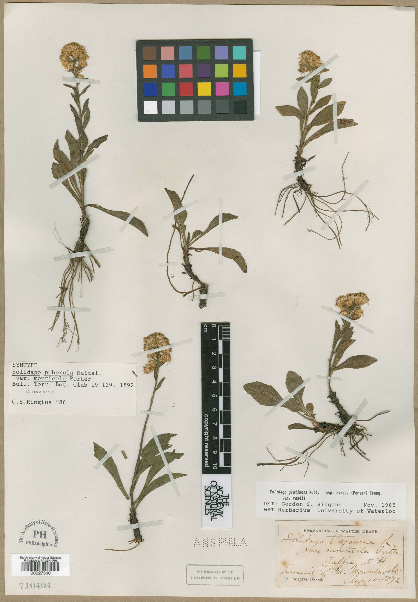 Solidago simplex var. monticola image