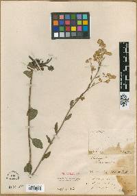 Solidago verna image