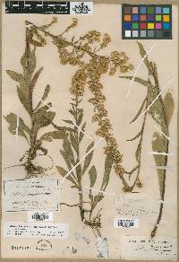 Solidago simplex image