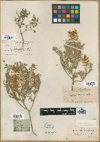 Sophora nuttalliana image