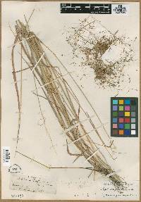 Sorghum nitidum image