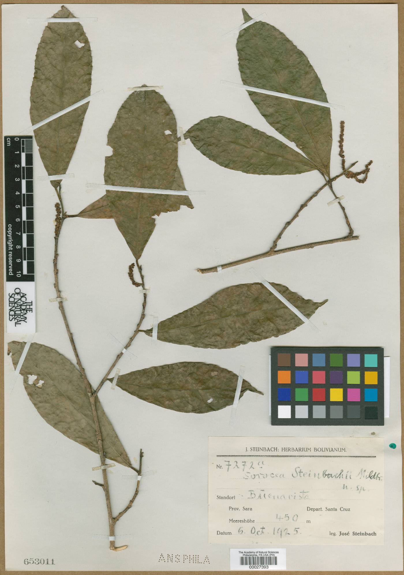 Sorocea steinbachii image