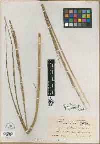 Spartina alterniflora image