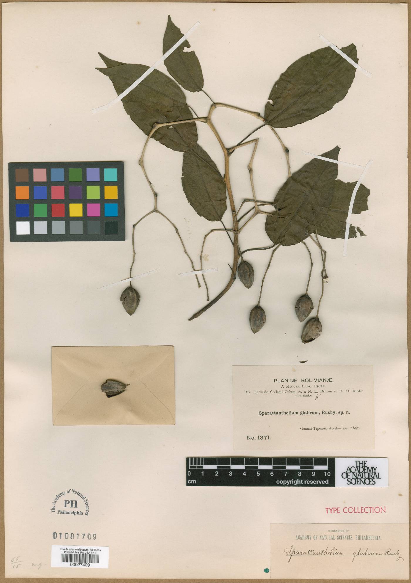 Sparattanthelium glabrum image