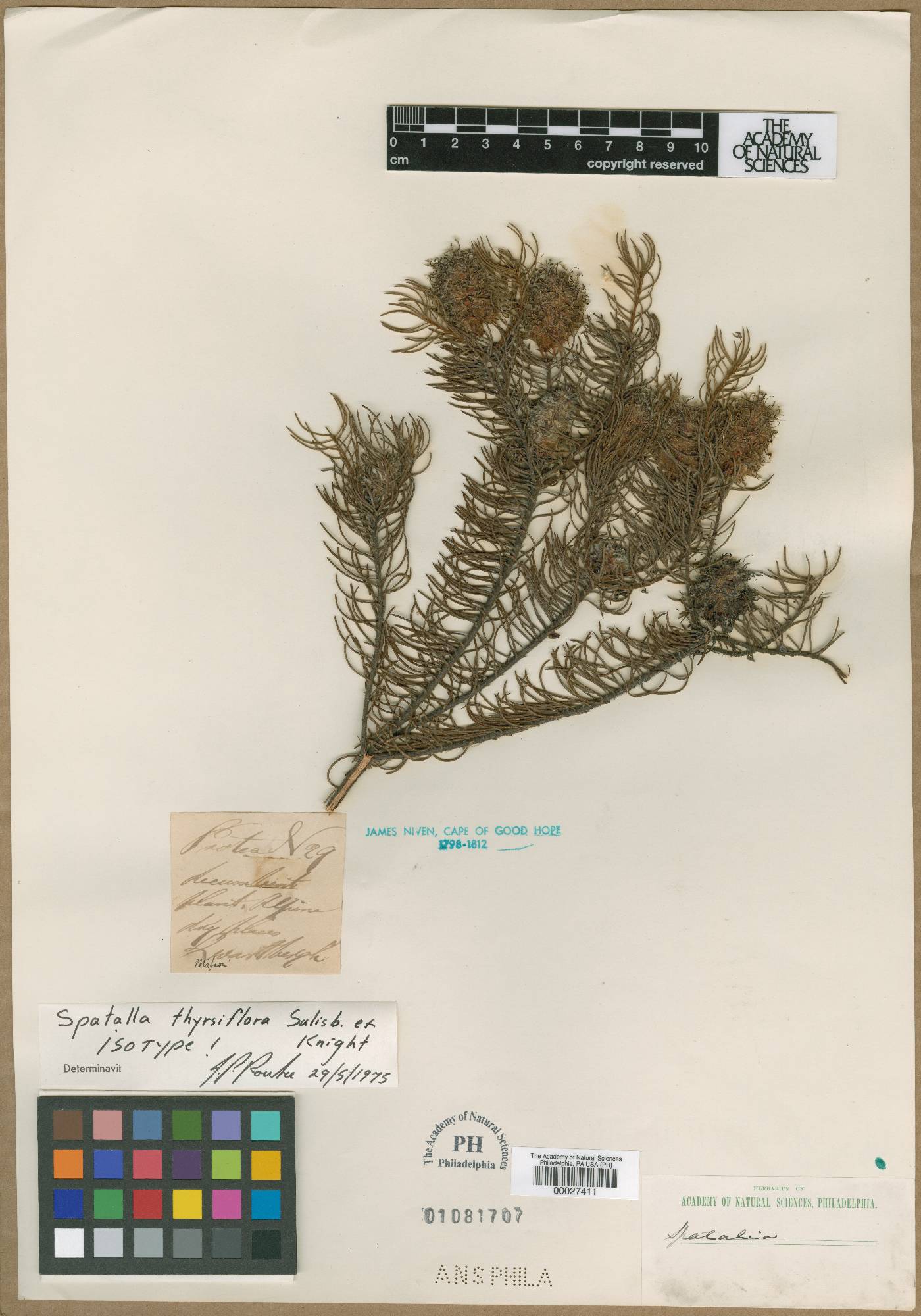 Spatalla thyrsiflora image