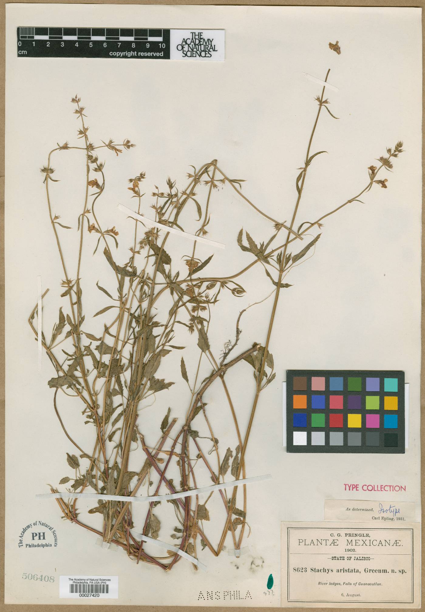 Stachys aristata image