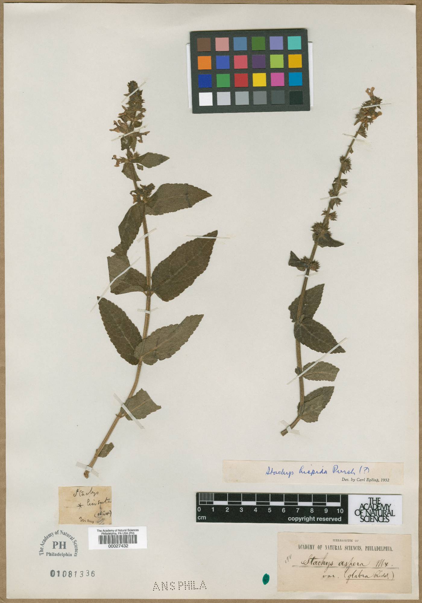 Betonica hirsuta image