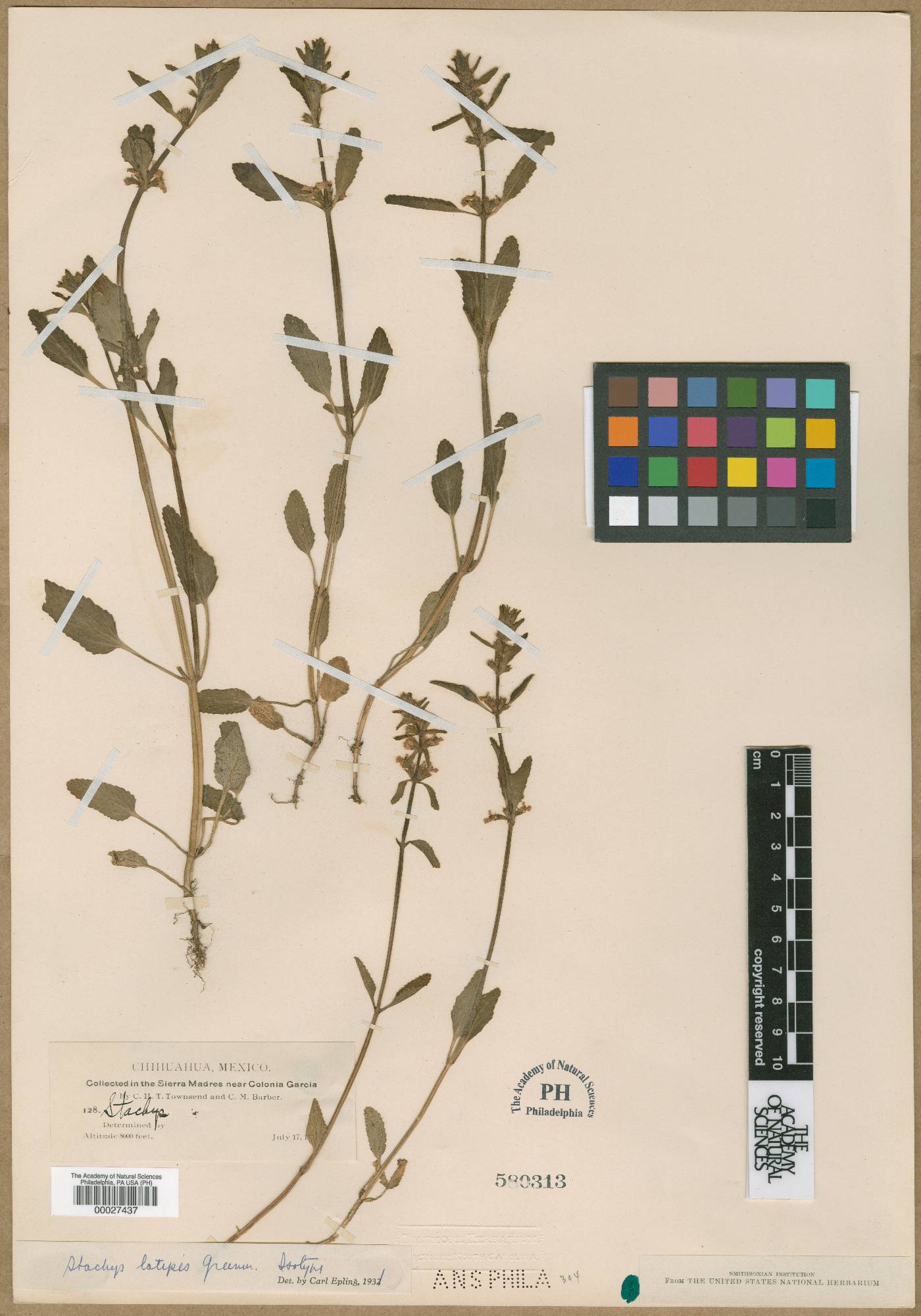 Stachys latipes image