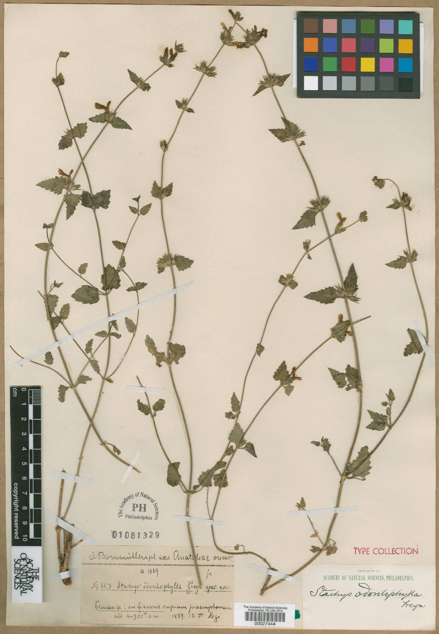 Stachys viscosa image