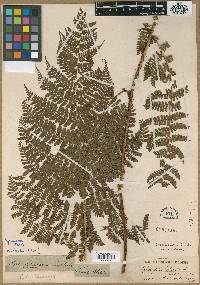 Dryopteris peranema image