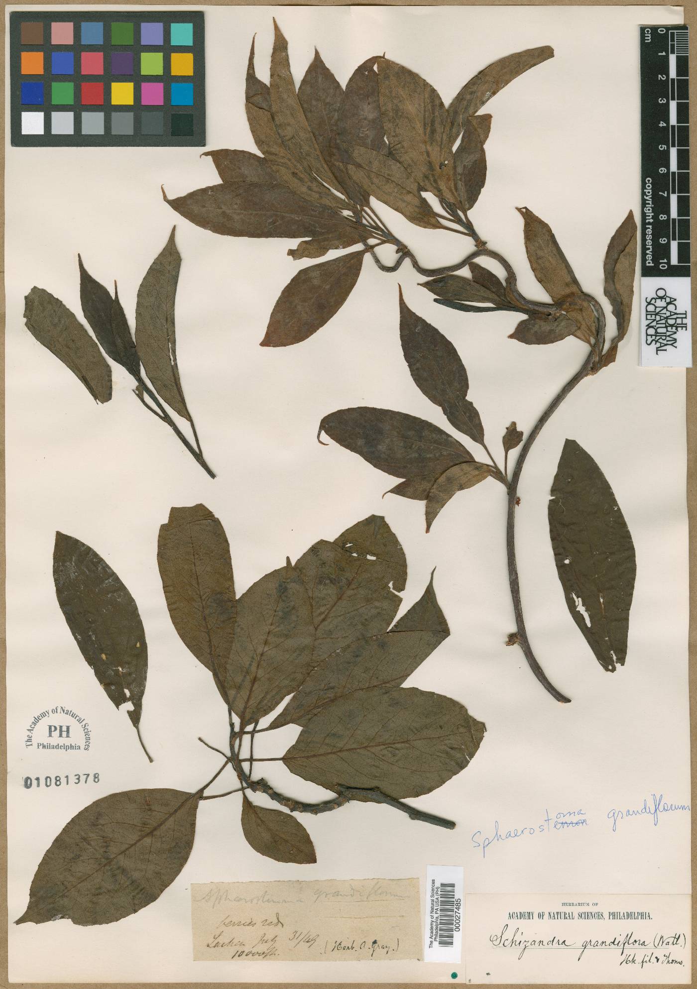 Sphaerostema grandiflorum image