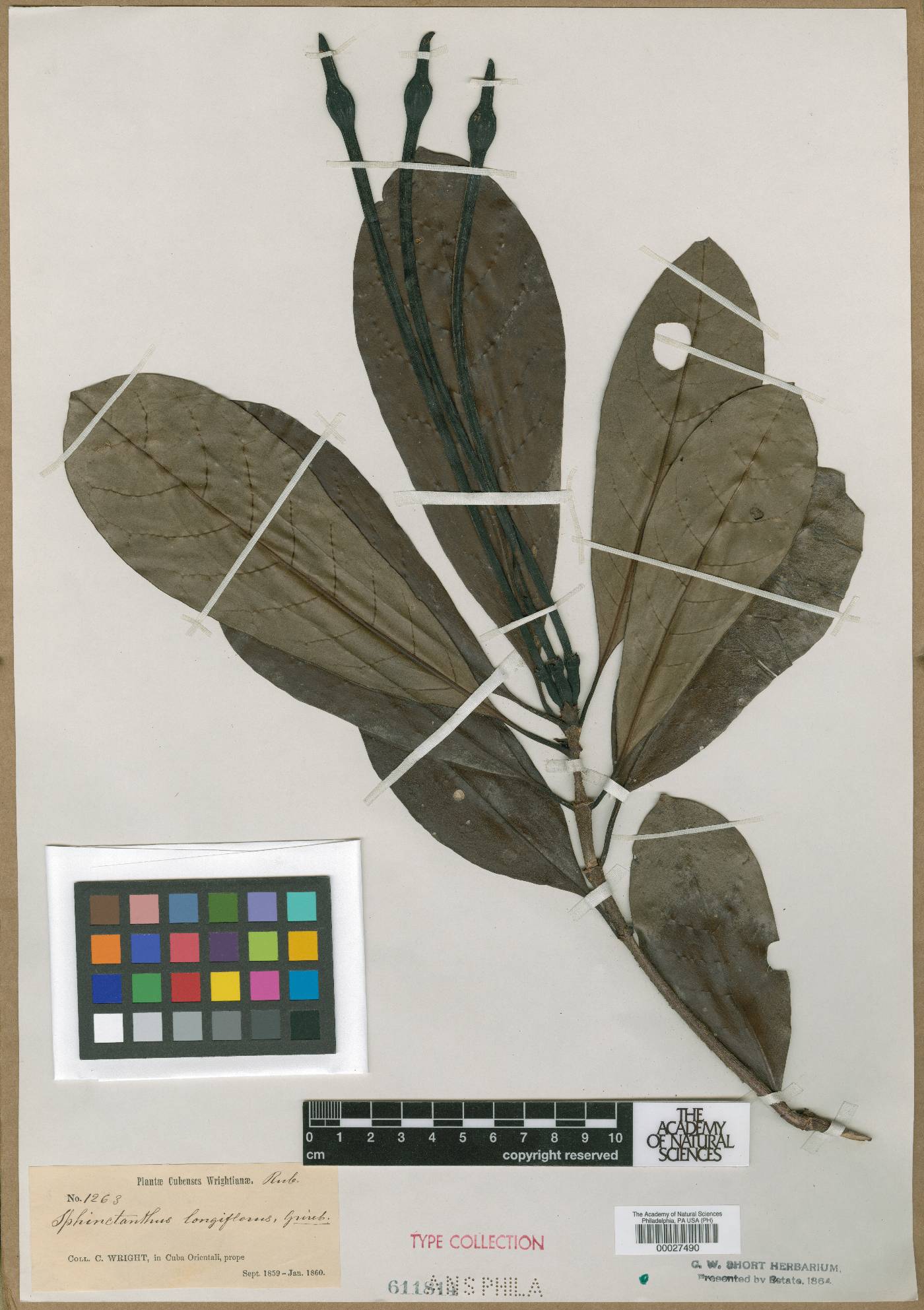 Tocoyena cubensis image