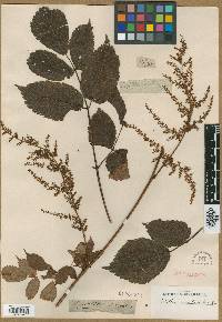 Image of Astilbe rivularis