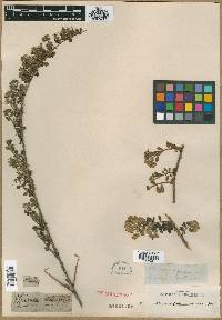 Image of Spiraea cuneifolia