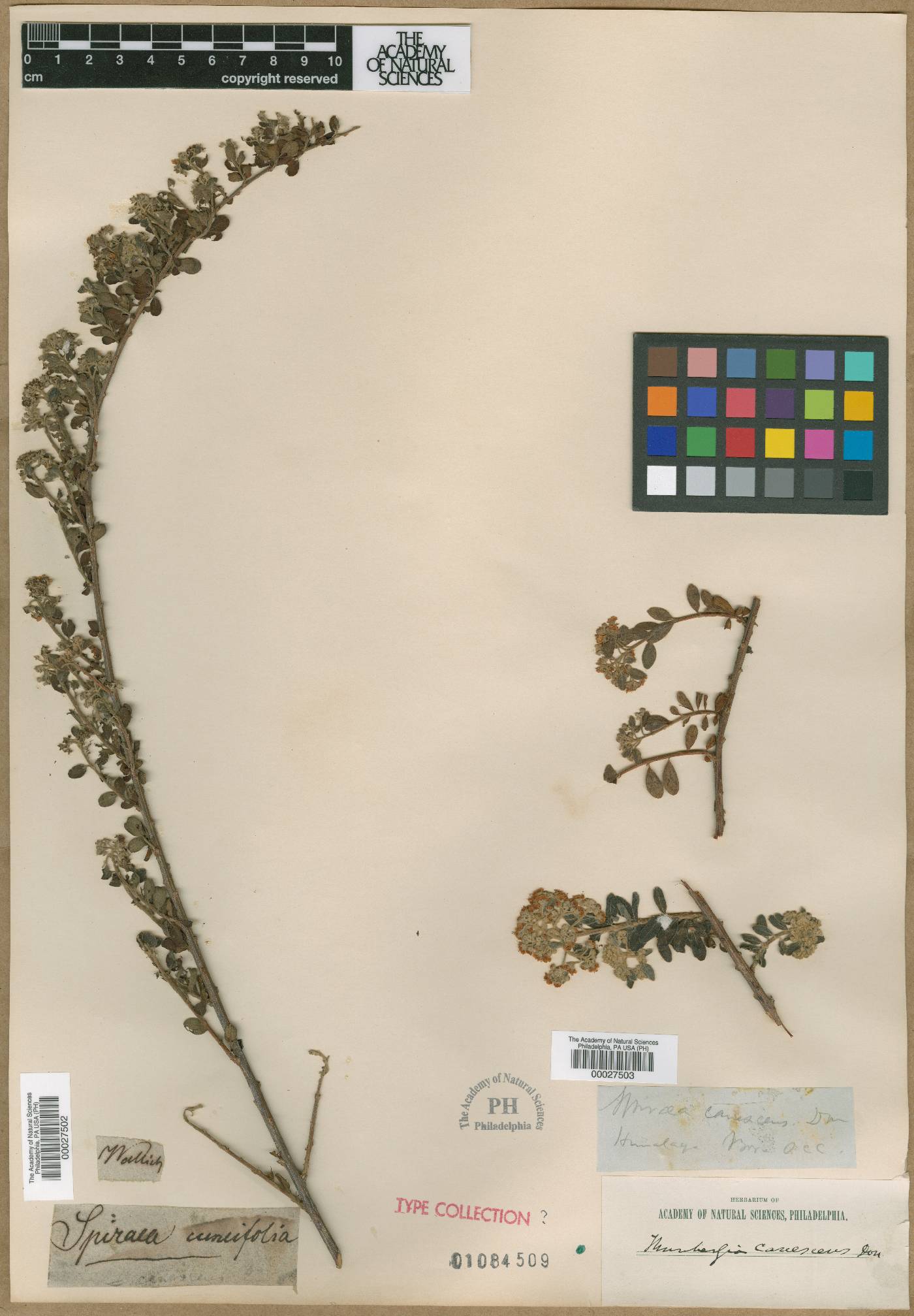 Spiraea cuneifolia image