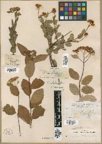 Spiraea densiflora image