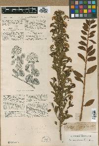 Spiraea oblongifolia image