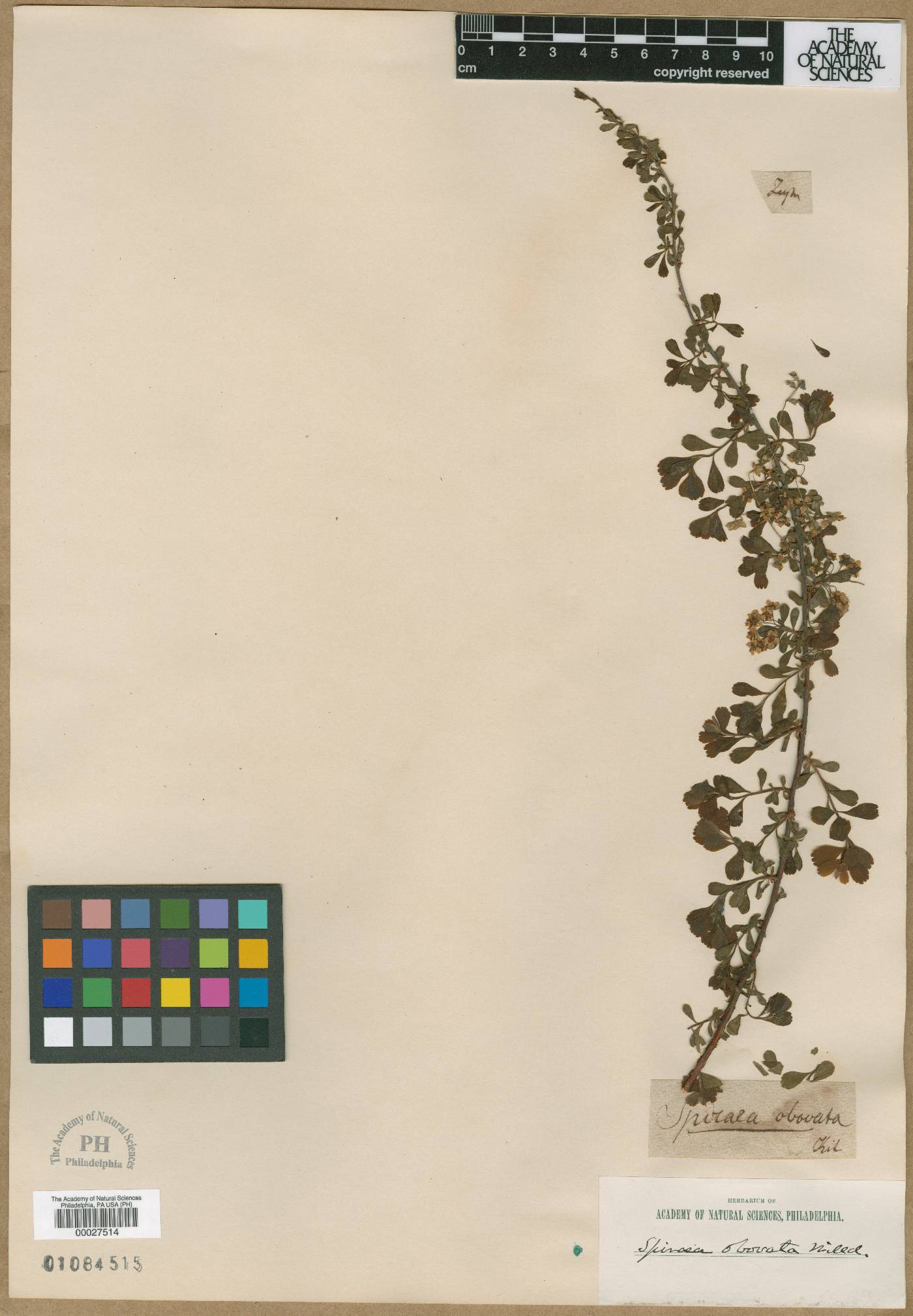 Spiraea obovata image