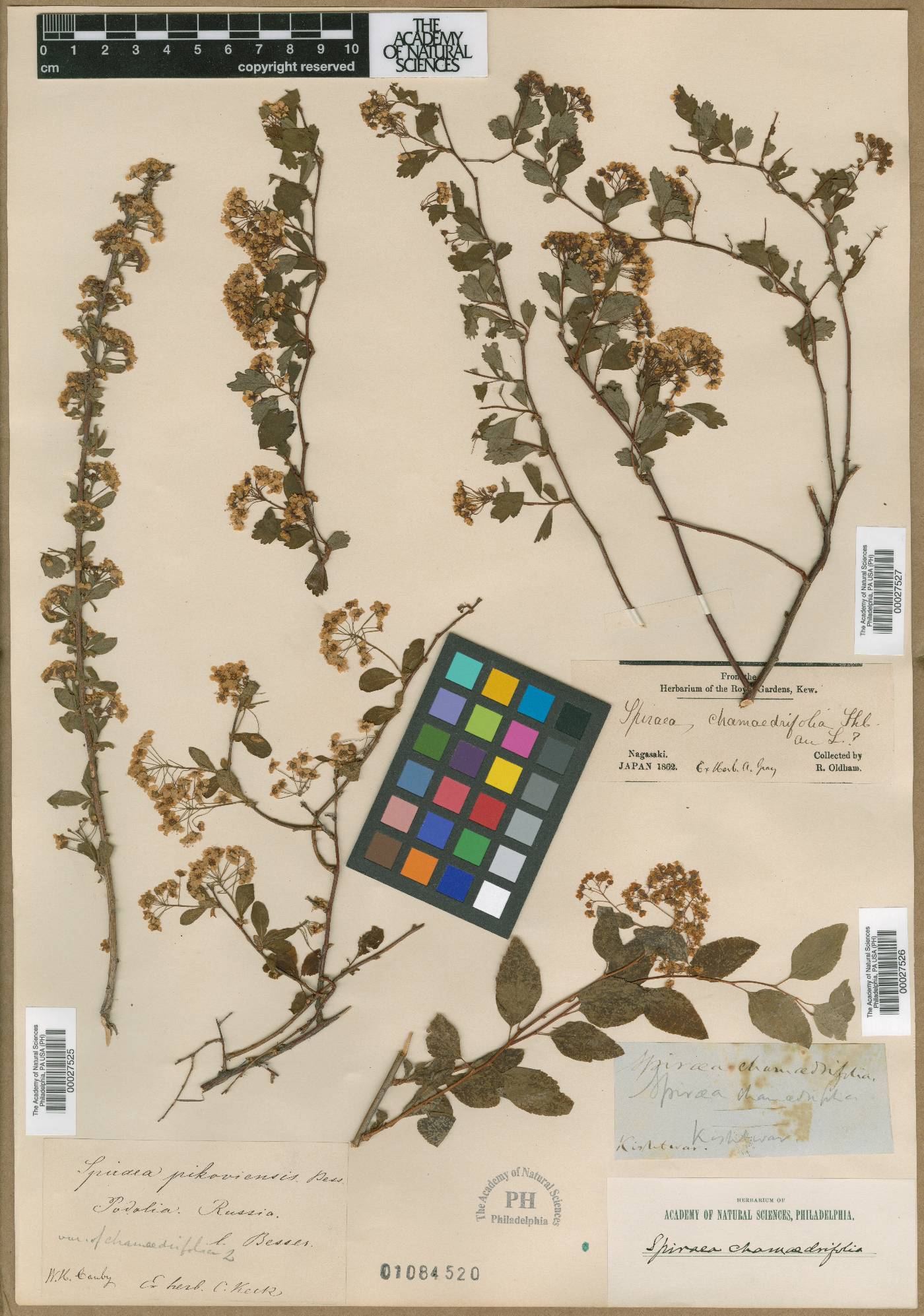 Spiraea media subsp. media image