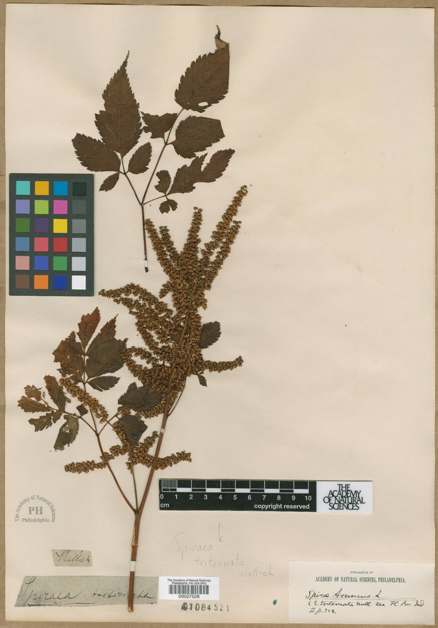 Aruncus dioicus var. kamtschaticus image