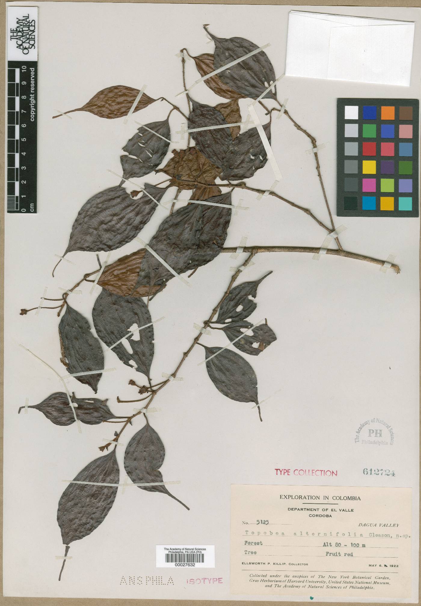 Blakea alternifolia image