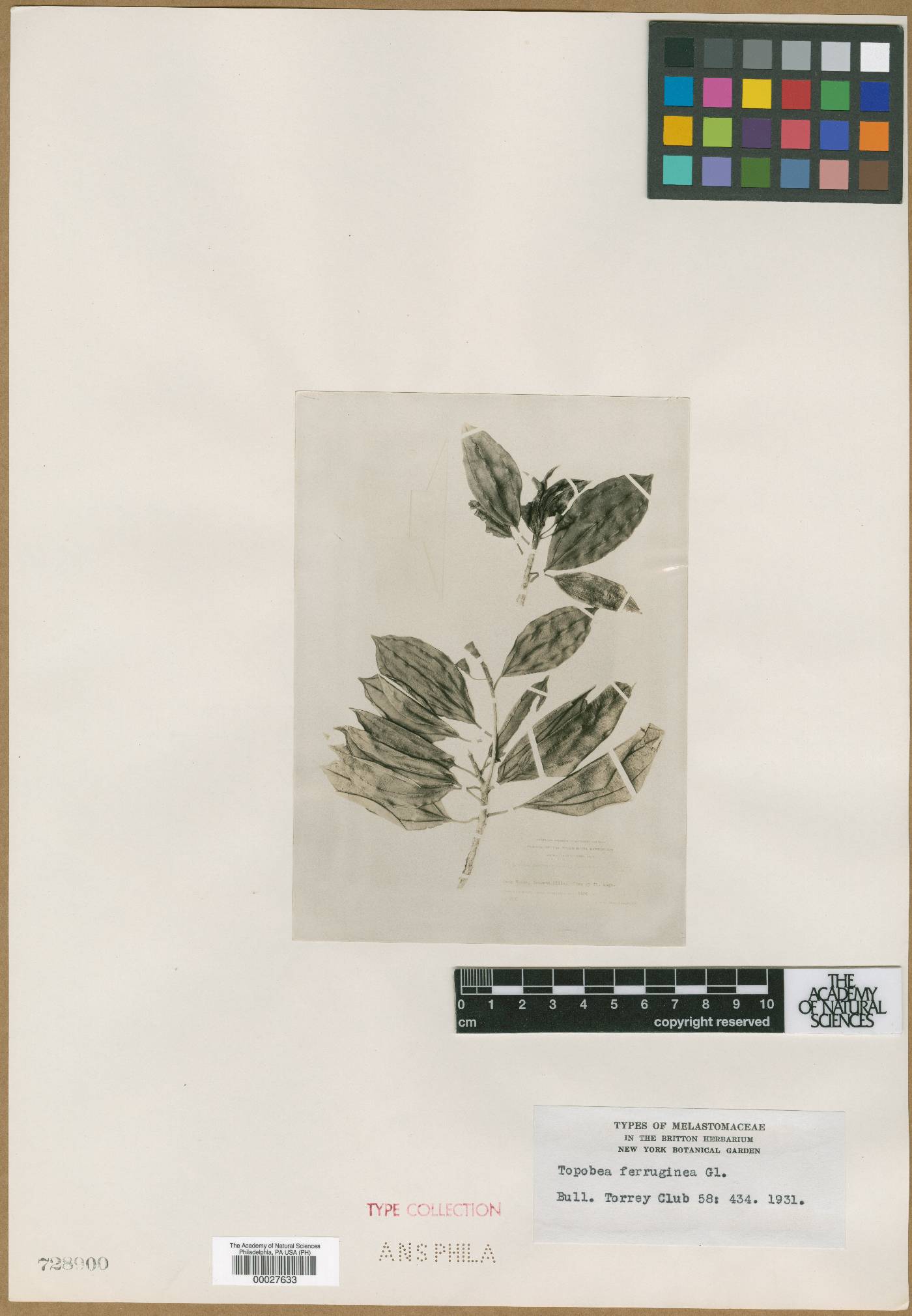 Blakea ferruginea image