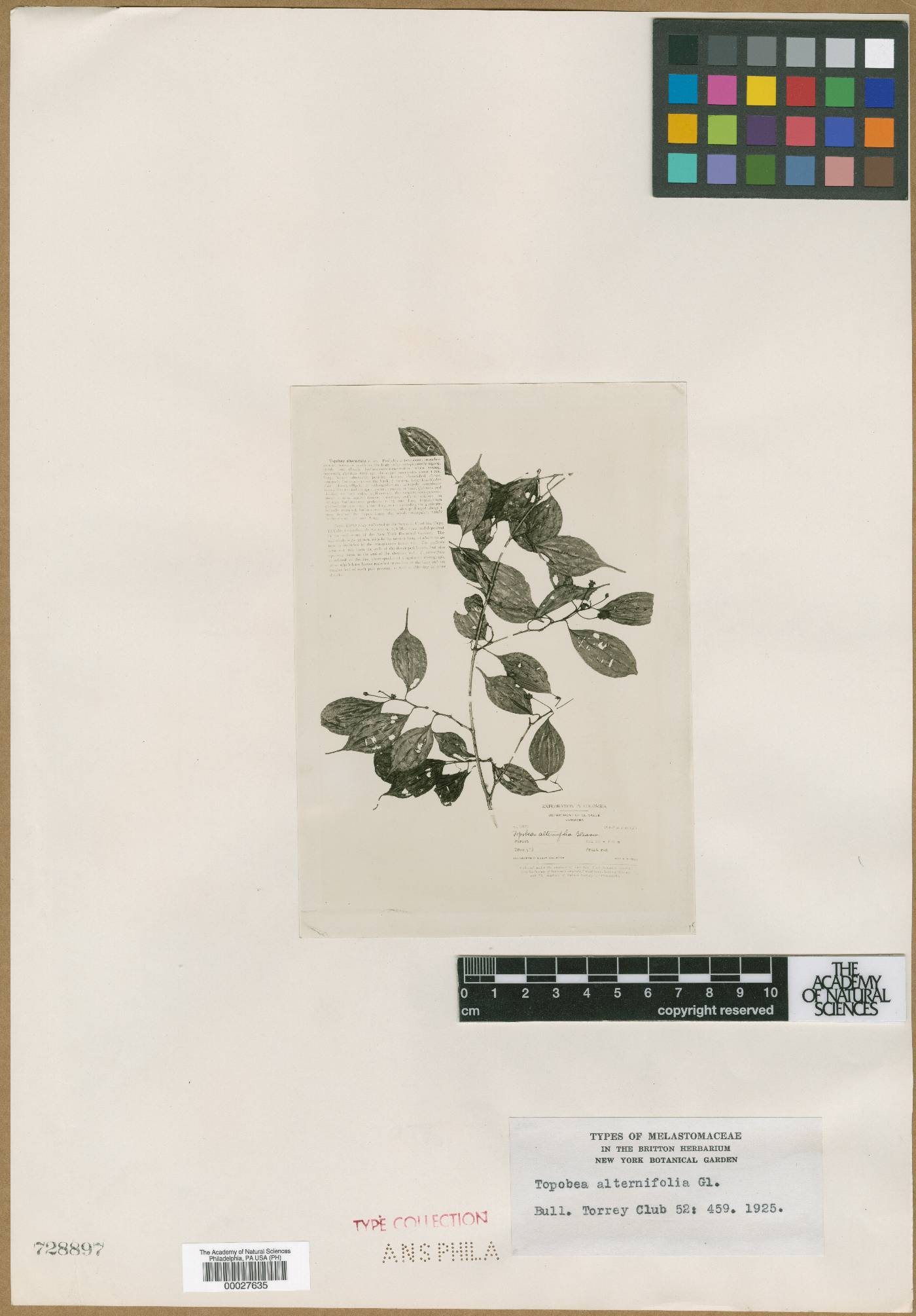 Blakea alternifolia image