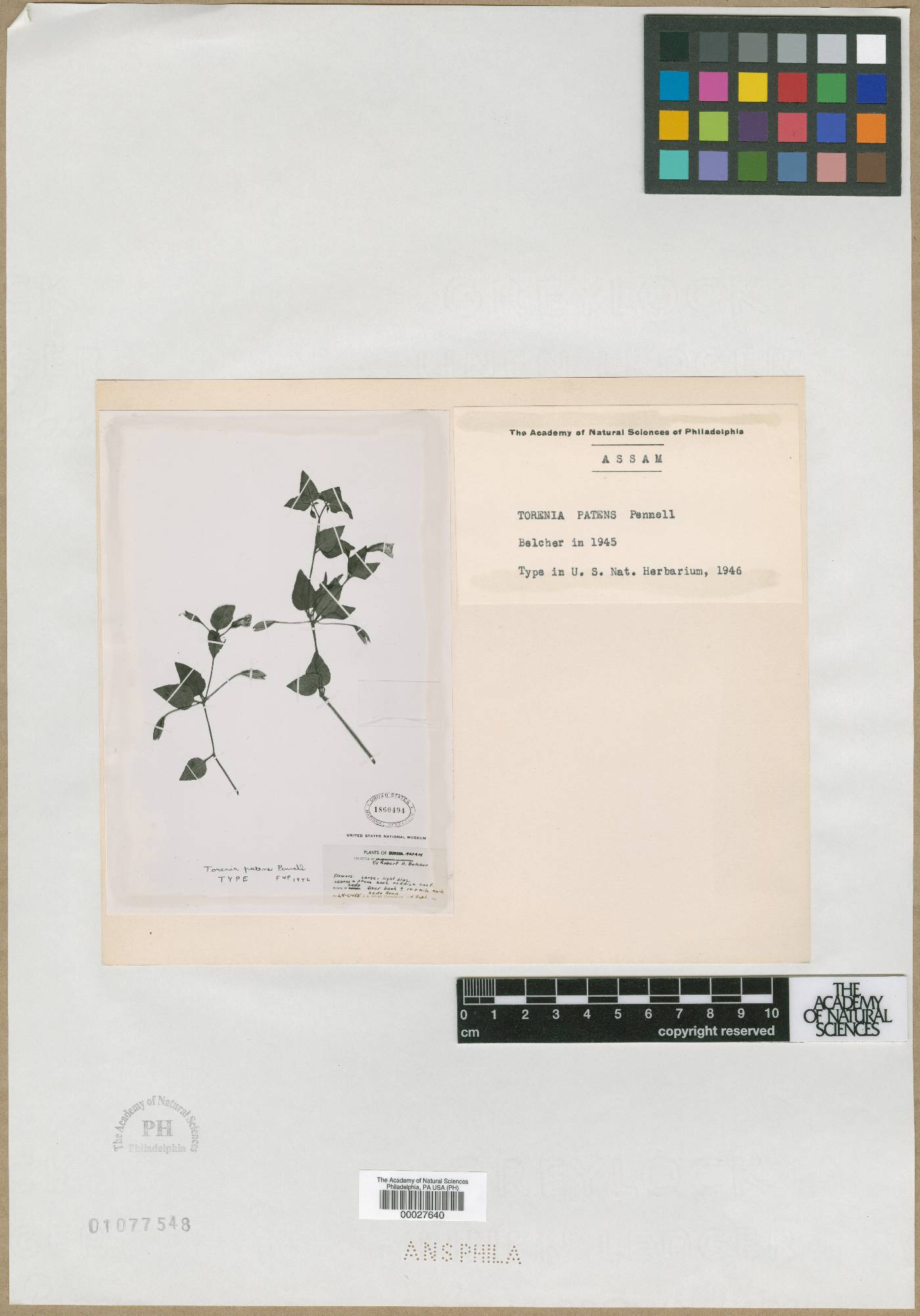 Torenia patens image