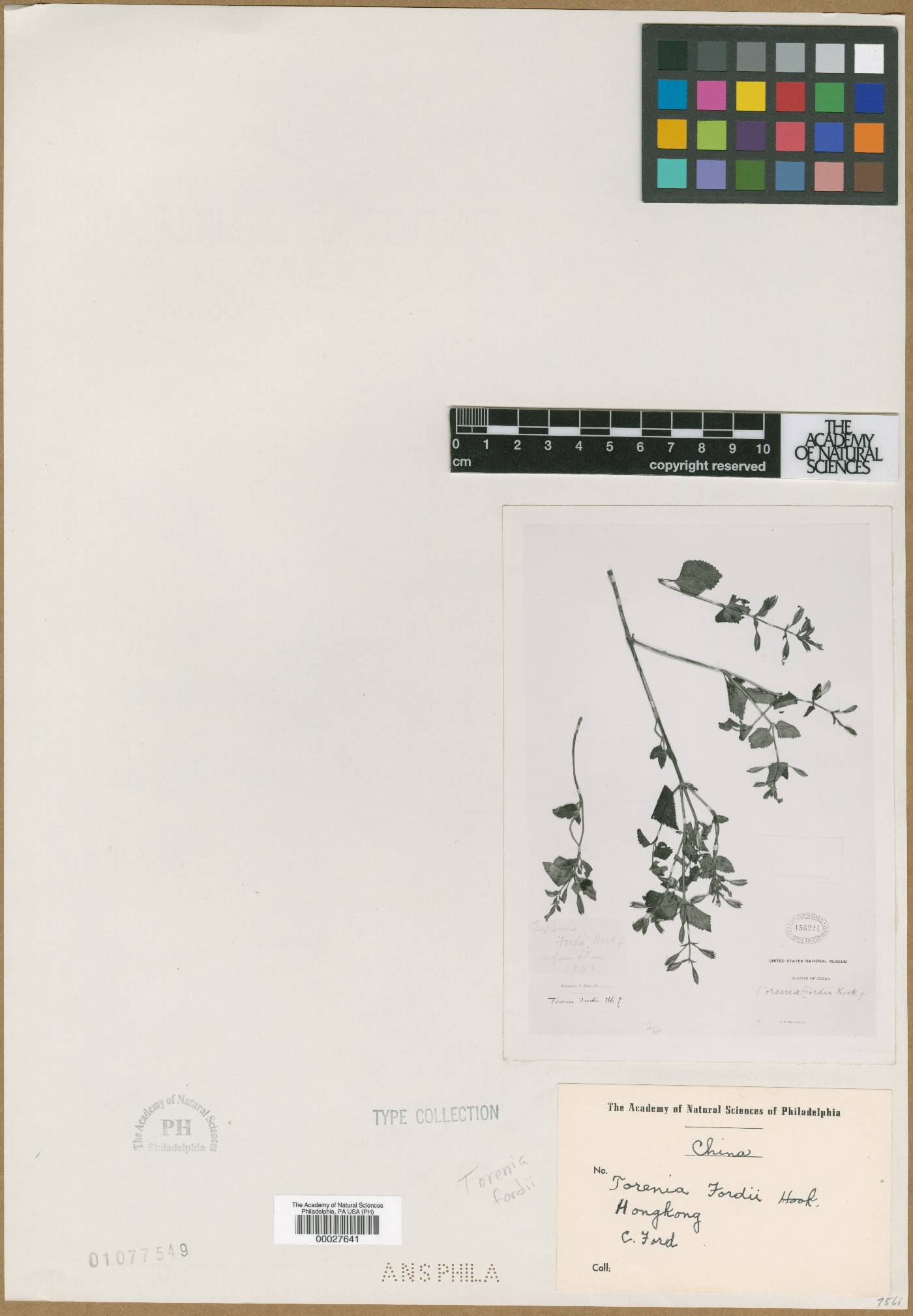 Torenia fordii image