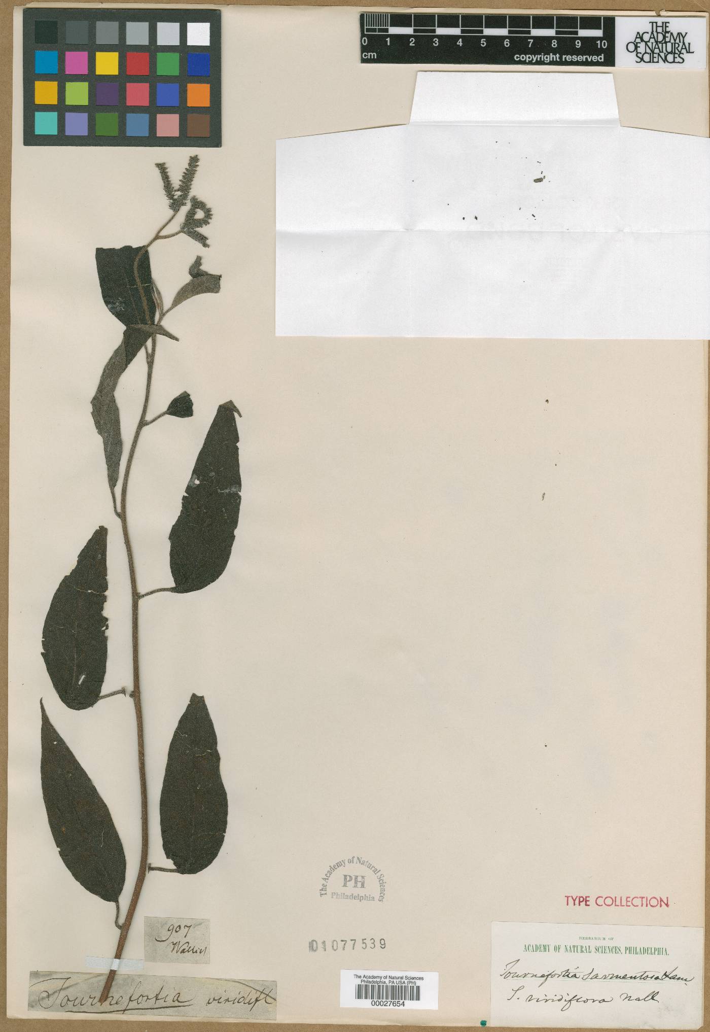 Tournefortia viridiflora image