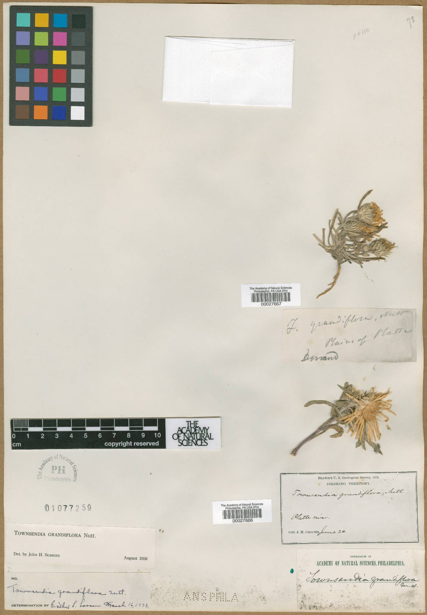 Townsendia grandiflora image