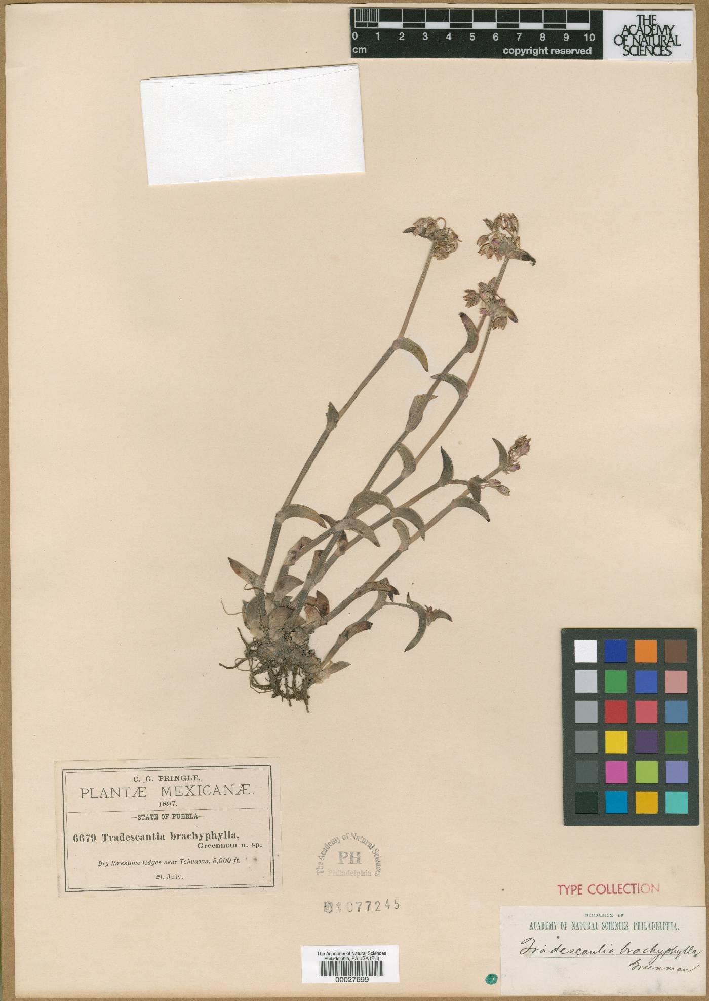 Tradescantia brachyphylla image