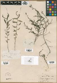 Image of Tragia linearifolia