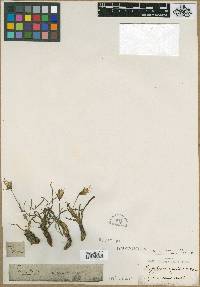 Tragopogon gracilis image