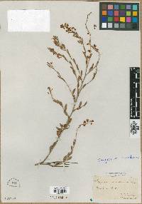Media resource of Tragopyrum lanceolatum