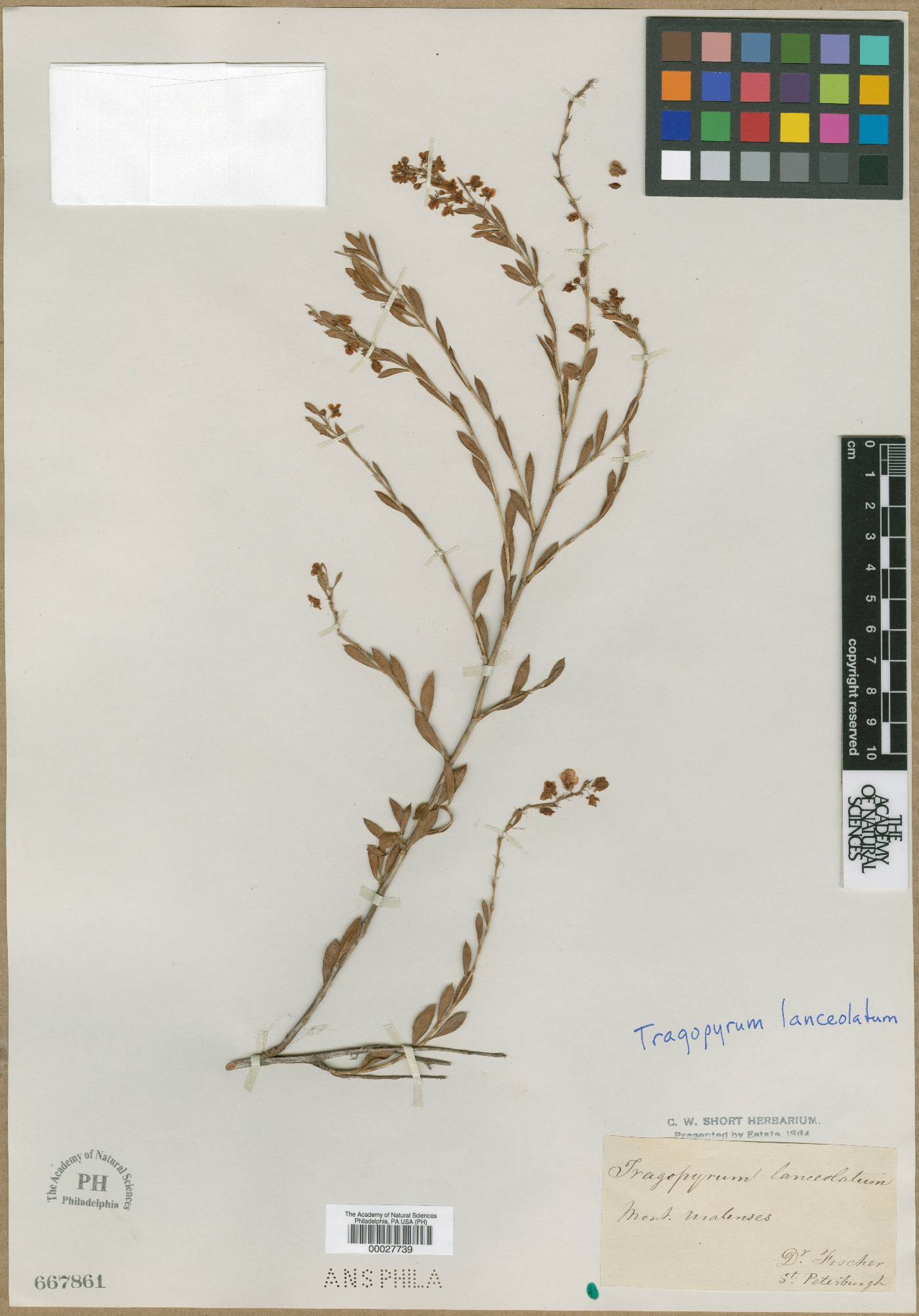 Tragopyrum lanceolatum image