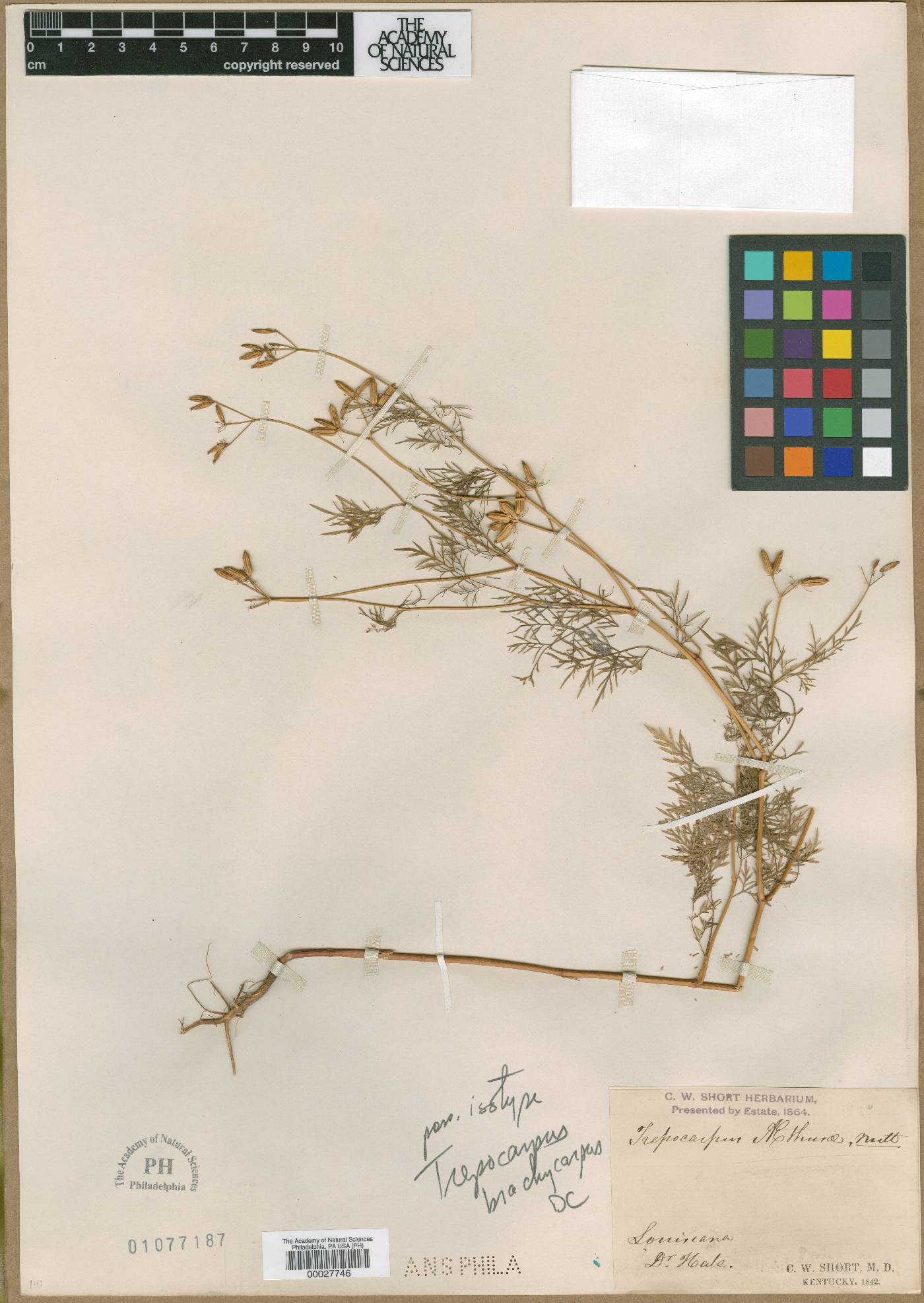Trepocarpus aethusae image