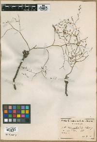 Image of Limonium anthericoides
