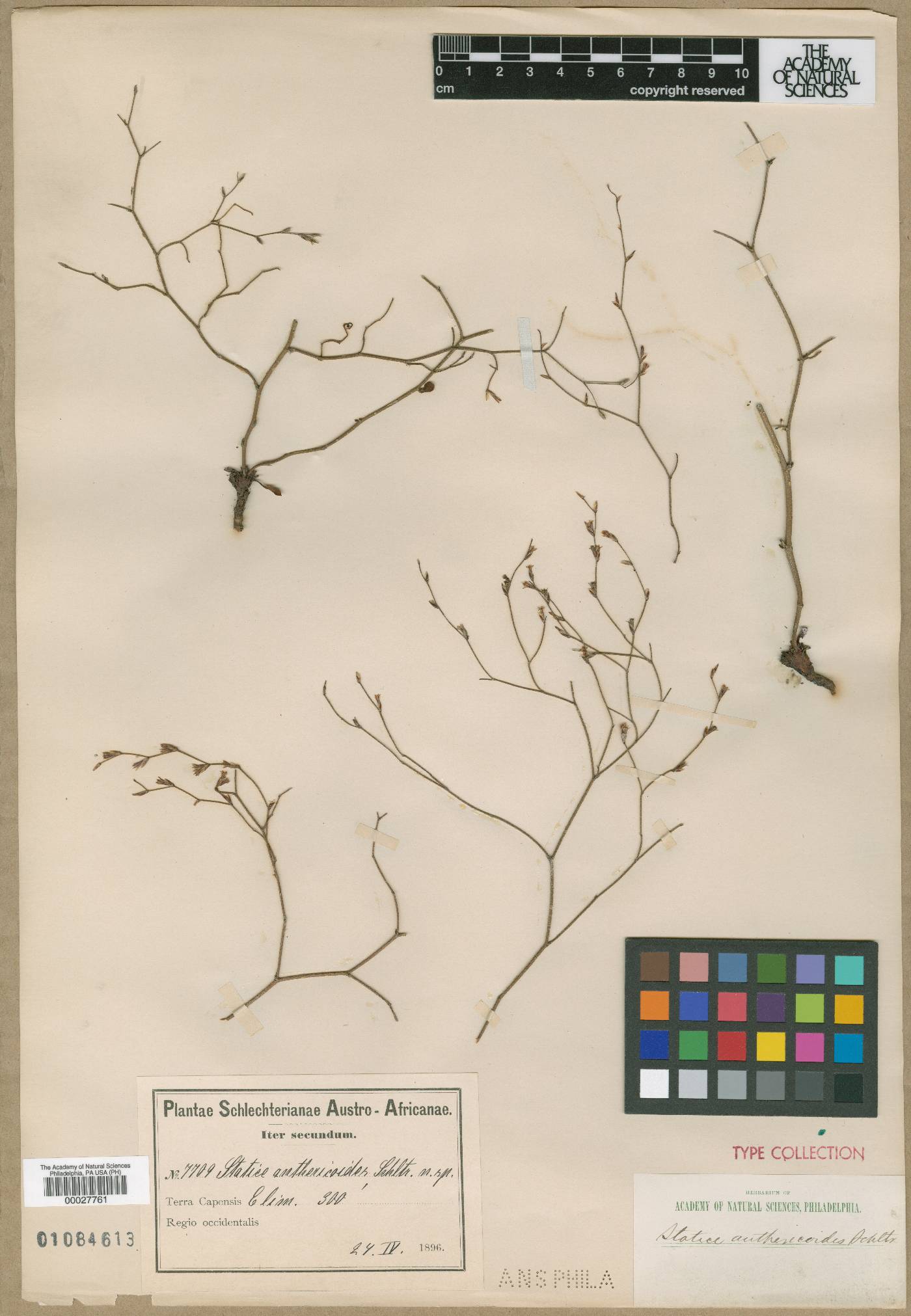 Limonium anthericoides image