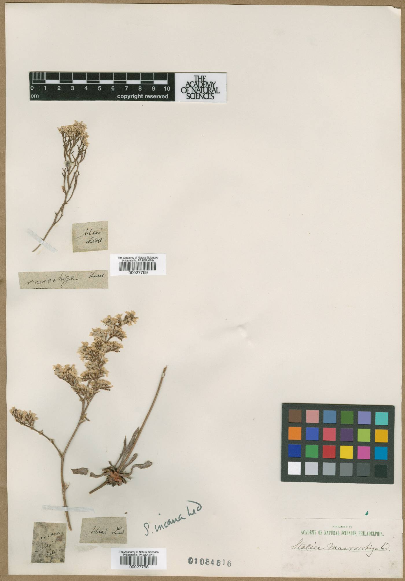 Limonium macrorhizon image