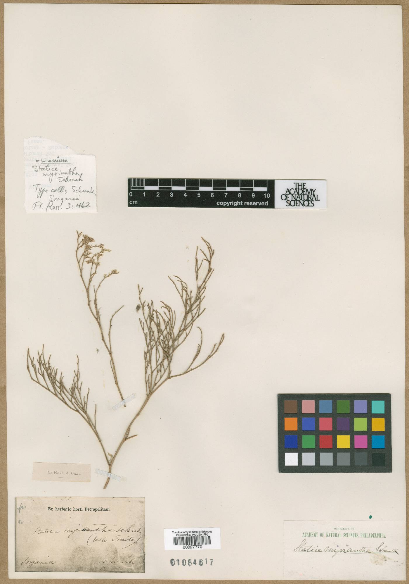 Limonium myrianthum image