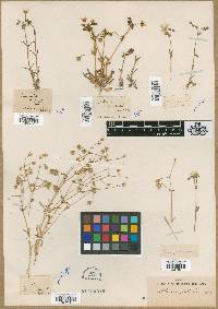 Stellaria nuttallii image