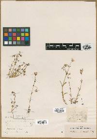 Stellaria nuttallii image