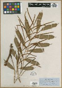 Lomariopsis wrightii image