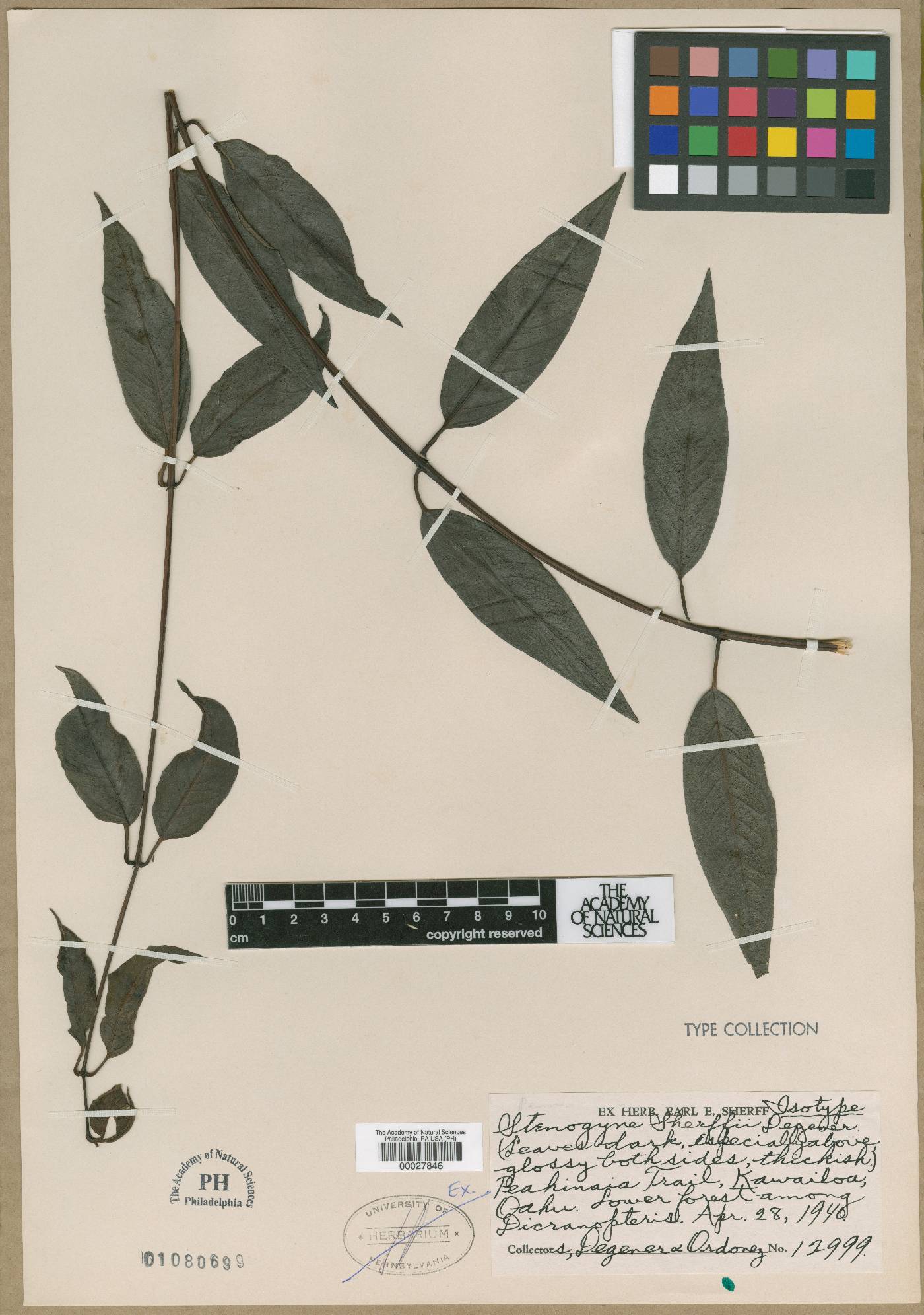 Stenogyne sherffii image