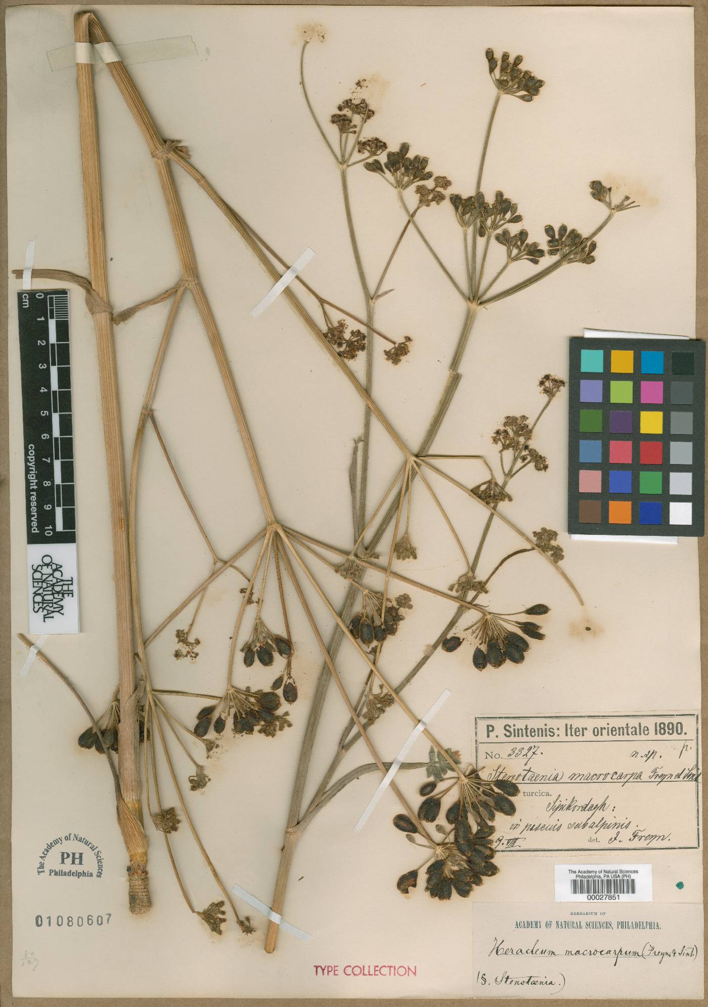 Stenotaenia macrocarpa image