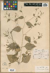 Stevia occidentalis image