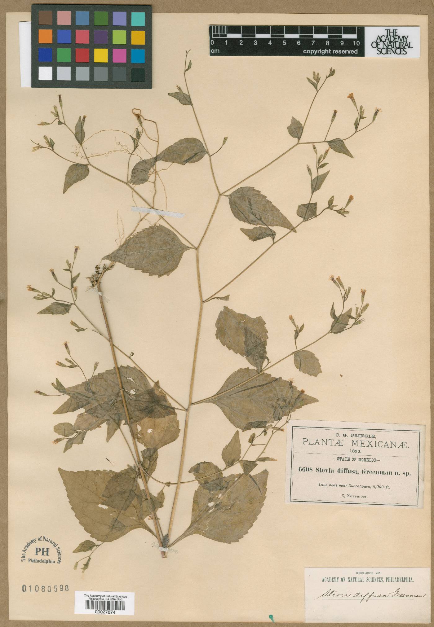 Stevia occidentalis image