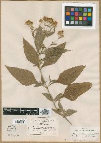 Stevia monardifolia image